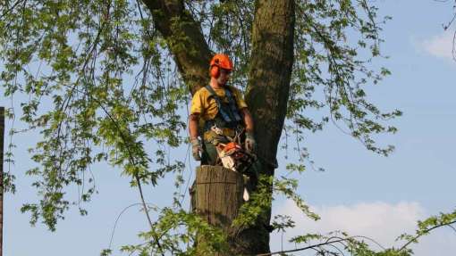 bomen ruimen tilburg